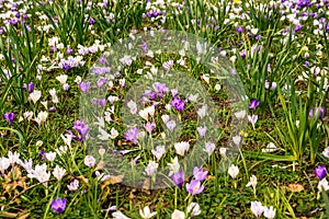 St clements Crocus and daffodil