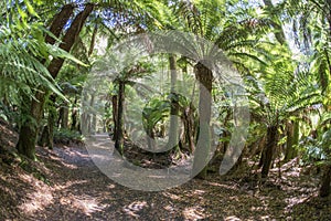 St.Columba Falls reserve, Tasmania