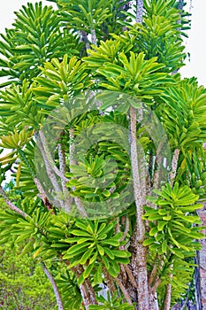 St croix usvi botanical garden dangerous euphorbia teke