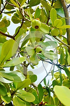 St croix usvi clusia rosea pitch apple fruits