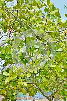 En la madrugada mala suerte árbol de manzana 