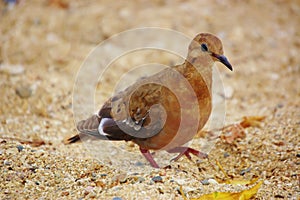 St croix usvi zenaid dove bird