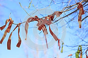 St. George ribbon tied on a tree branch, symbol of Victory Day, memory of fallen soldiers, heroes of World War 2