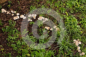 St. George\'s mushrooms, growing on root of dead tree
