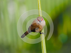 St Helena waxbill bird perching isolated on palm tree central stem