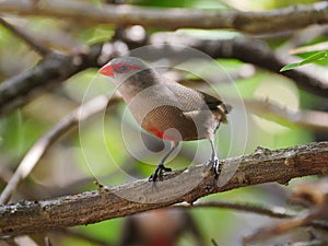 St Helena waxbill Estrilda astrild perching on tree branch