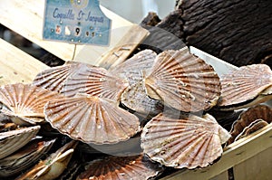 St Jacques scallops photo