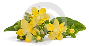 St. John`s wort