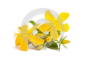 St. John`s wort