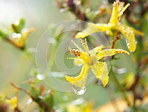 St John's wort