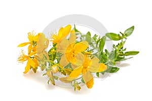 St John's wort