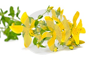 St. John's wort