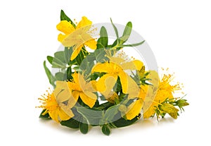 St. John`s wort