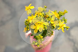 St John`s wort is blooming in pink vase. It is herb that is favourable for psyche