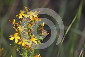St John's Wort