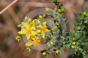 St. John`s wort