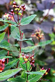 St. John's Wort Flower Hypericum Androsaemum, Albury Purple