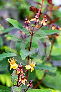 St. John's Wort Flower Hypericum Androsaemum, Albury Purple