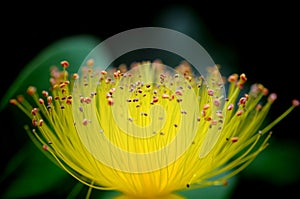 St. John`s wort flower macro showing countless stamens