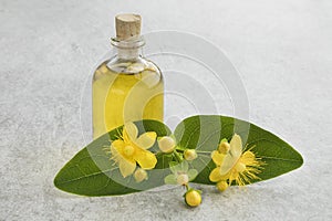 St John`s wort flower and oil