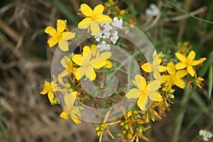 St. John`s wort flower in the park on a background of dry grass
