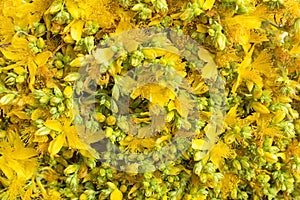 St. John`s Wort Flowers as a Background