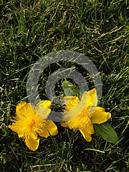 St. John's Wort on Grass