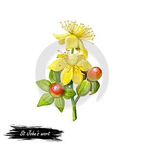 St John`s wort herb isolated digital art illustration. Hypericum perforatum, perforate St John`s-wort, flowering plant. Herb wit