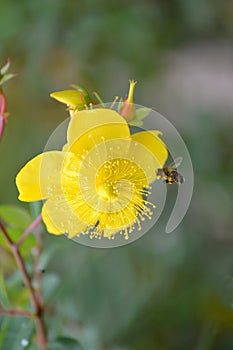 St. John`s wort Hypericum calycinum L., a flower close up with a bee
