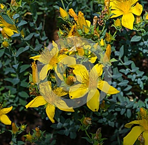 St. JohnÃ¢â¬Ës wort Hypericum coris L