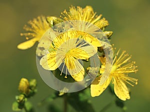 St. John's wort (Hypericum perforatum)