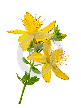 St. John`s wort Hypericum perforatum isolated without shadow
