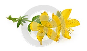 St. John`s wort Hypericum perforatum isolated on white backgro