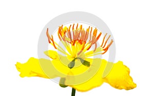 St. John`s wort Hypericum perforatum isolated on white backgro.