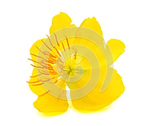 St. John`s wort Hypericum perforatum isolated on white backgro.
