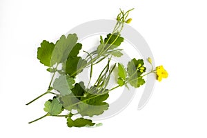 St. John's wort (Hypericum perforatum) isolated on white background