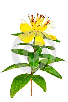 St. John's wort Hypericum perforatum isolated on white background