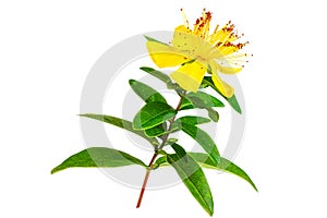St. John's wort Hypericum perforatum isolated on white background