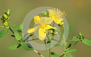 St. John's wort (Hypericum perforatum)