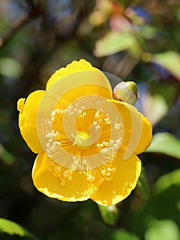 St John`s-wort, hypericum perforatum yellow flower