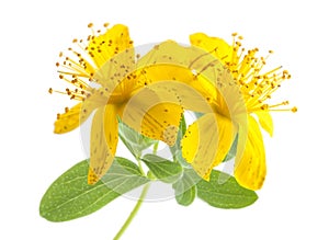 St. John's wort