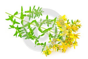 St John`s wort isolated on white