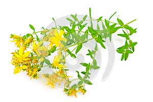 St John`s wort isolated on white