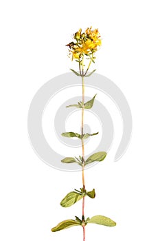 St John's wort isolated on white