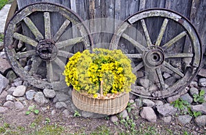 St John?s wort medical flowers in basket and old carriage wheels