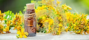 St. John`s wort medicinal. Homeopathy.