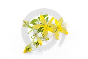 St. John's Wort , Natural Antibiotic, Antidepressant and Anti rh