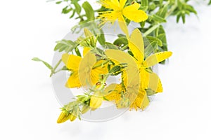 St. John's Wort , Natural Antibiotic, Antidepressant and Anti rh