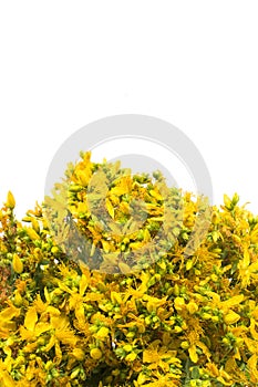 St. John's Wort , Natural Antibiotic, Antidepressant and Antirhe