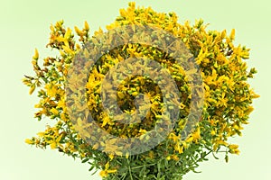 St. John's Wort , Natural Antibiotic, Antidepressant and Antirhe